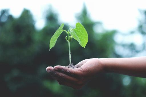 hand holding plant growing in soil